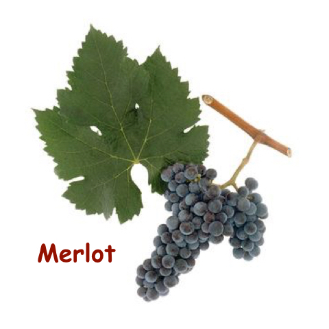 merlot_%e5%ad%97